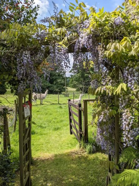 Wisteria flowering on a Goytside garden arch leading to llama's field