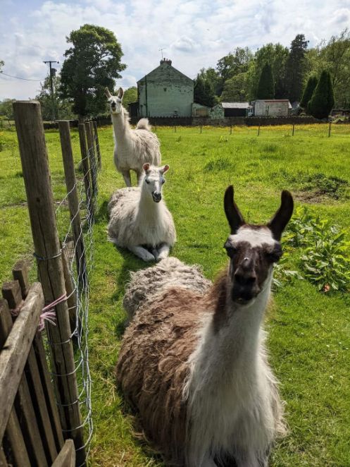 Llama grooming