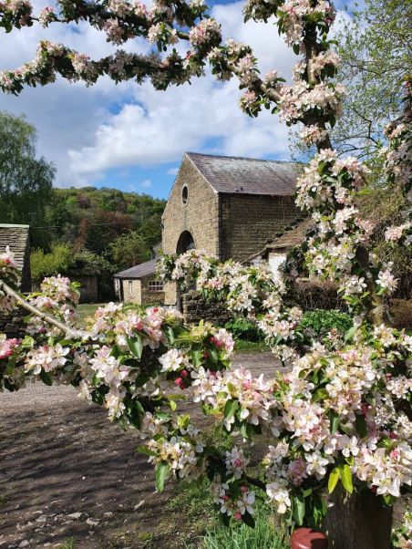 Goytside Farm stone barns seen through the boughs of a crab apple tree in blossom