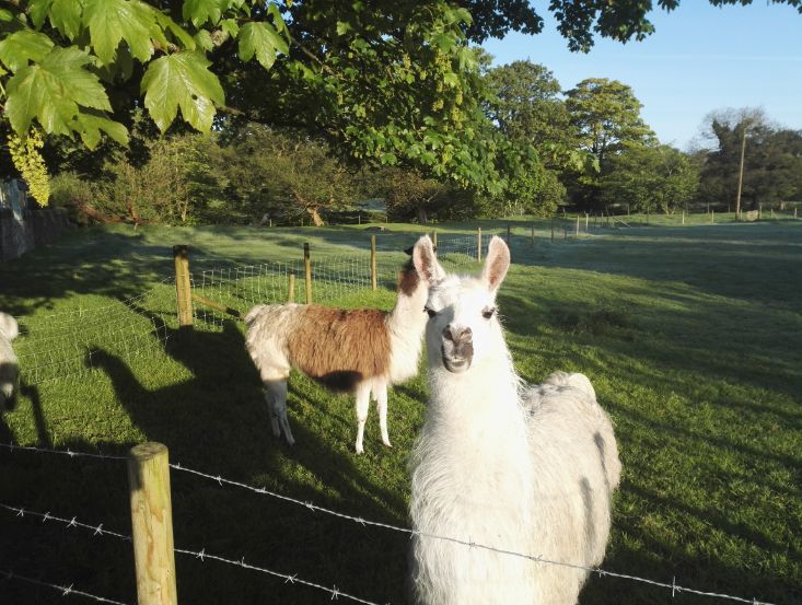 Llama dust bowl