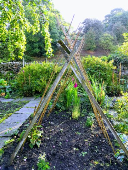 Bean wigwam in Goytside vegetable plot