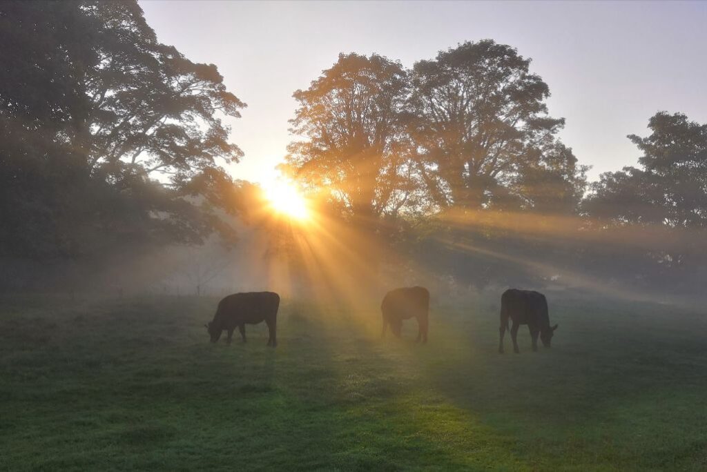 Cows grazing in the mist at Goytside Meadows