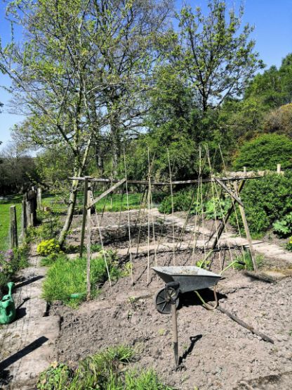 Freshly dug Goytside vegetable plot with bean canes and a wheelbarrow in the foreground