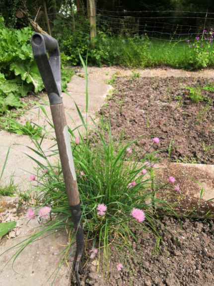 Chives flowering in the freshly dug Goytside vegetable plot