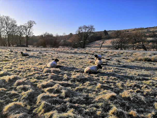 Goytside Suffolk sheep flock in a frosty field