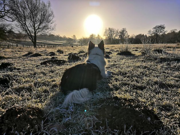 Border collie facing sun rising over Goytside fields on a frosty morning