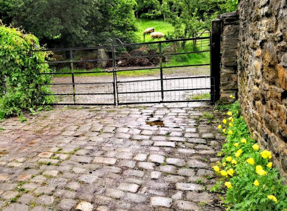 Goytside cobbled farmyard after recent rain