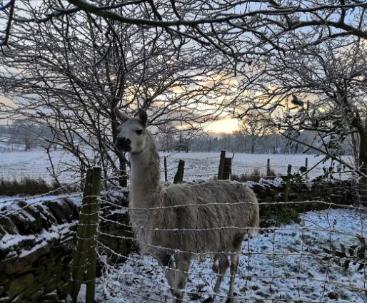 White Goytside llama in the snow