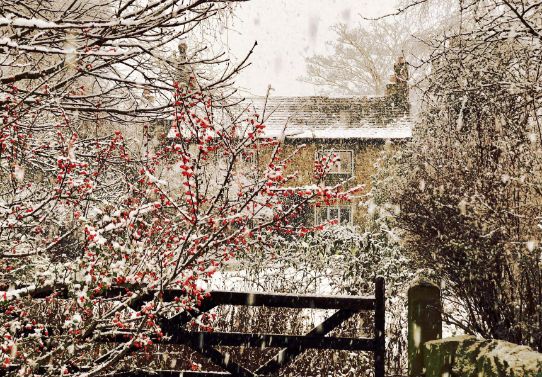 Goytside Farmhouse in snow with red cotoneaster berries in foreground